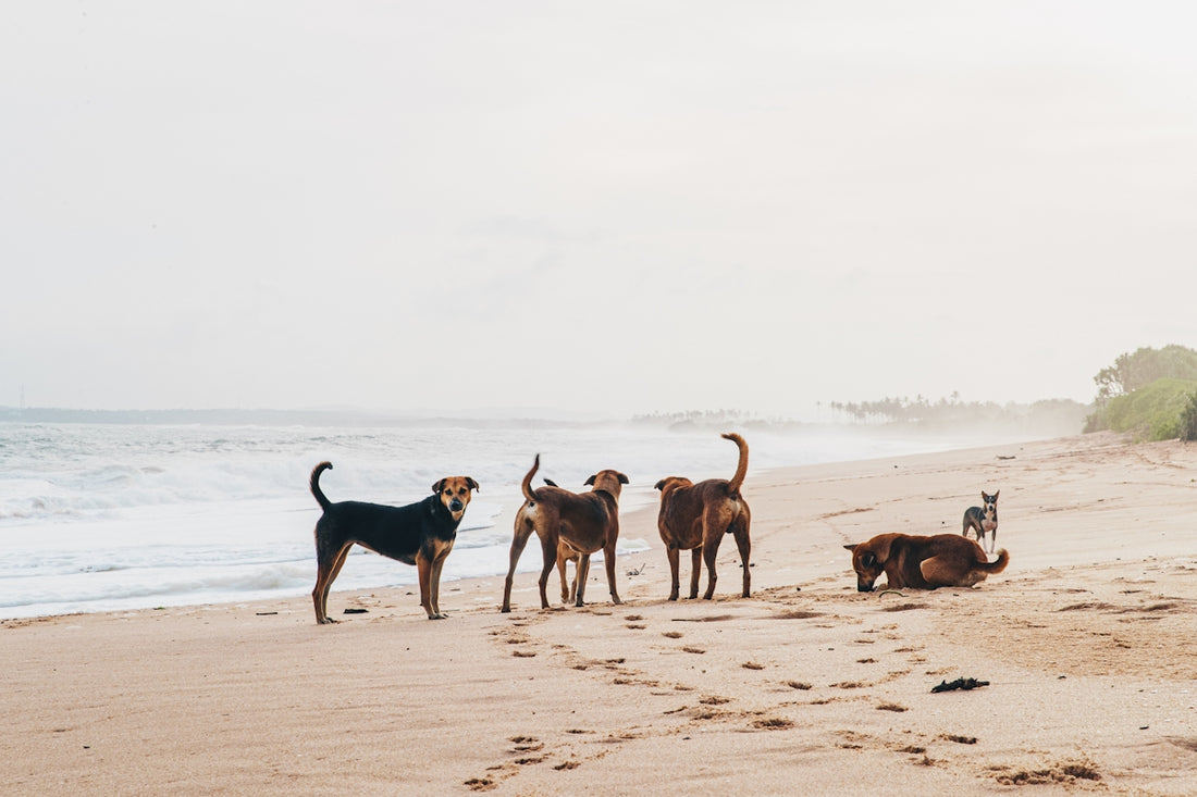 black and brown short coated dogs on brown sand during daytime