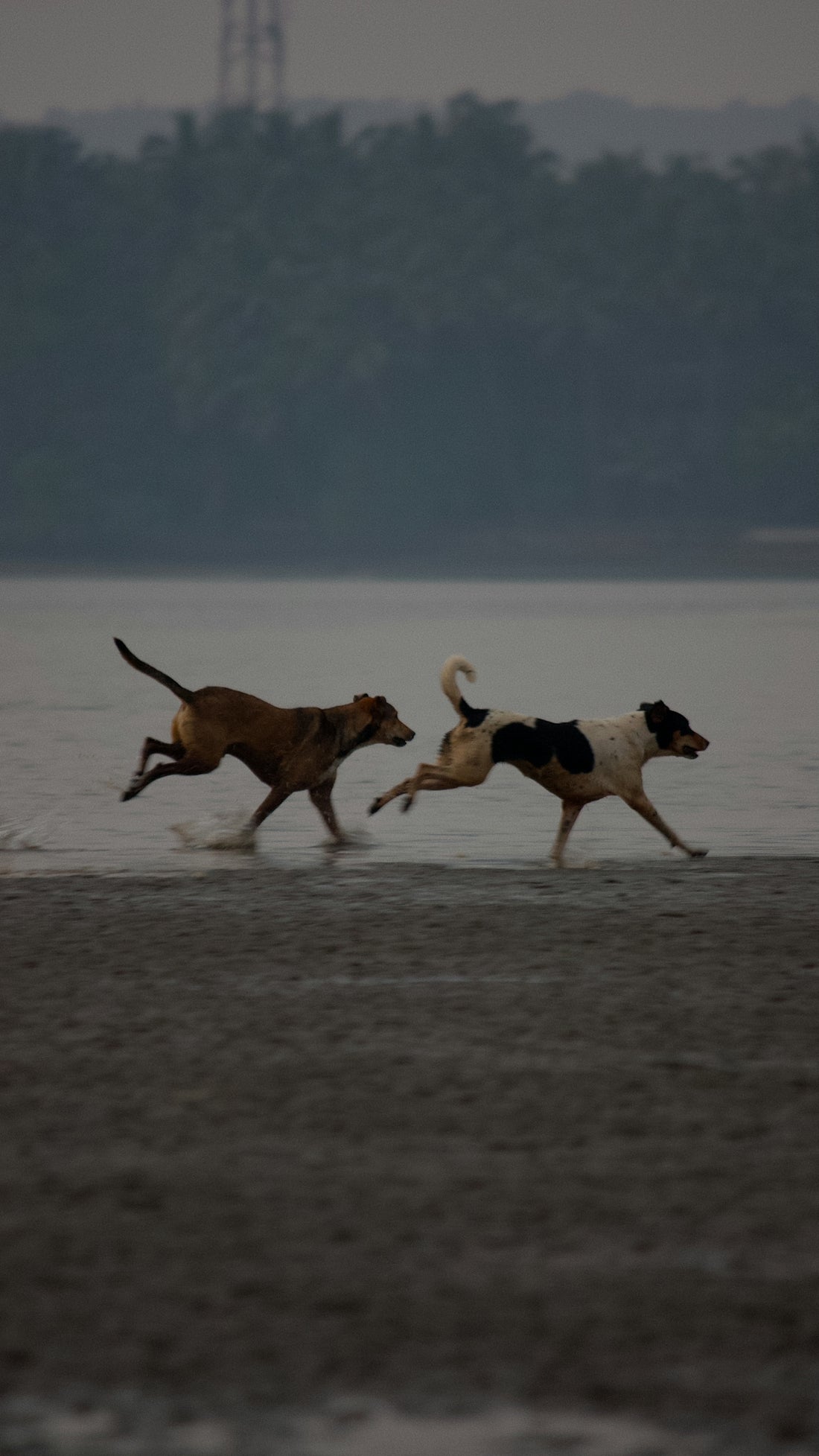 A couple of dogs running across a beach