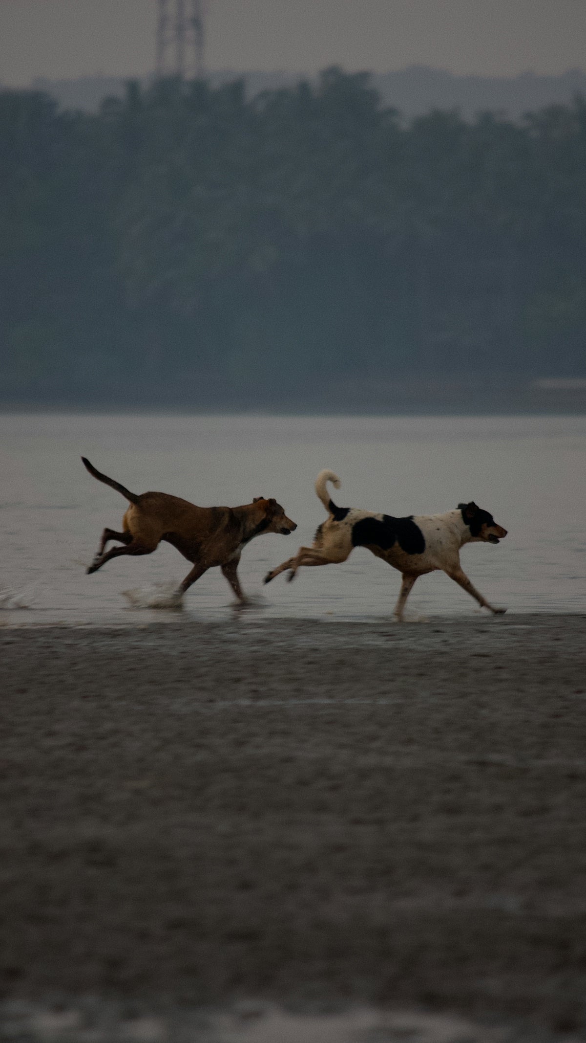 A couple of dogs running across a beach